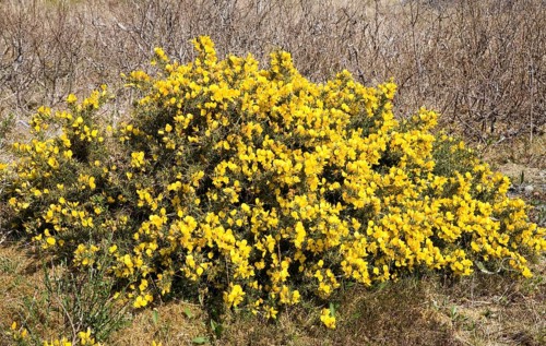Common gorse