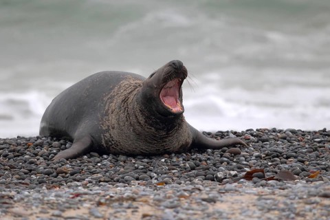 Grey Seal