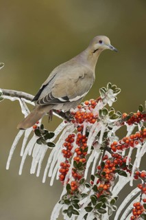 White-winged Dove