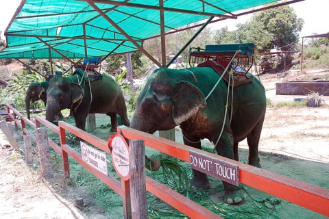 Elephant camp with riding elephants