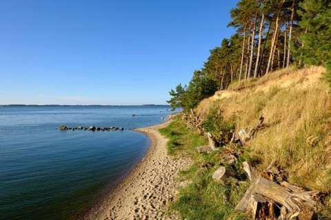 Shore with pine trees