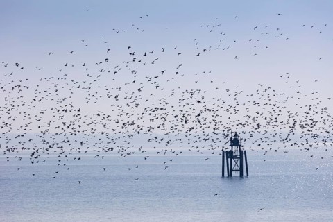 Flock of ducks over Lake Constance in Lindau