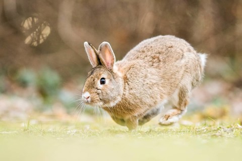 Wild rabbits