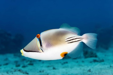 Arabian Picasso triggerfish
