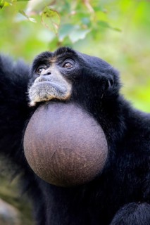 Siamang