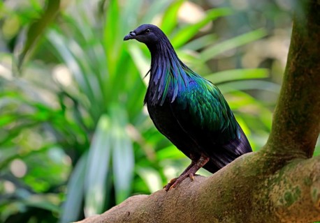 Nicobar Pigeon