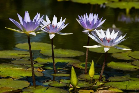 Cape blue water lilies