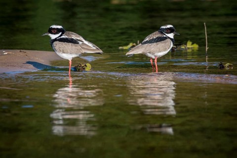 Cayenne plover or pied lapwing