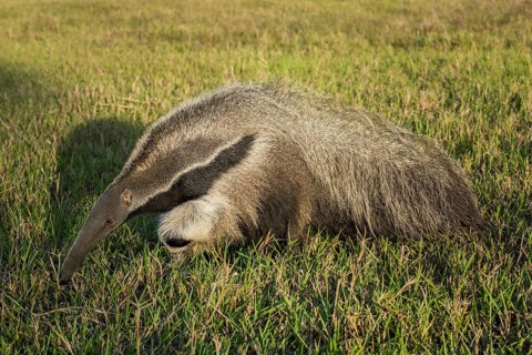 Giant anteater