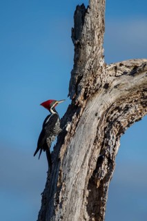 Lineated woodpecker