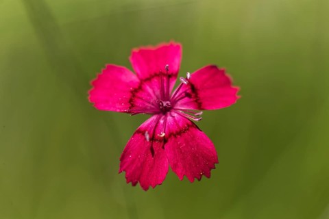 Maiden pinks