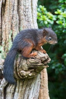 Young Eurasian red squirrel