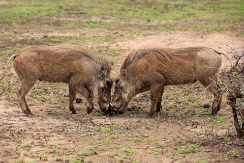 Warthog