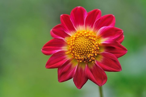 Garden dahlia