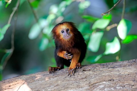 Golden-headed lion tamarin