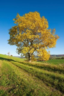European ash