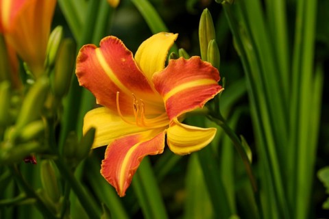 Orange day-lily