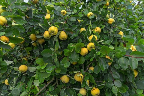 Ripe Quinces