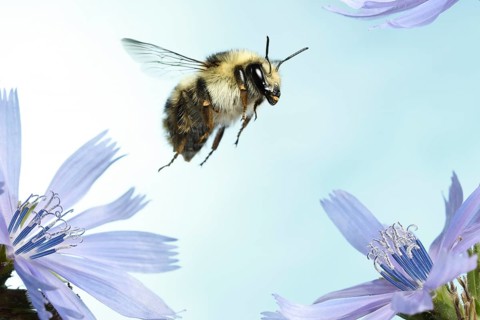 Shrill carder bee