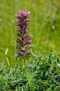 Acanthus spinosus