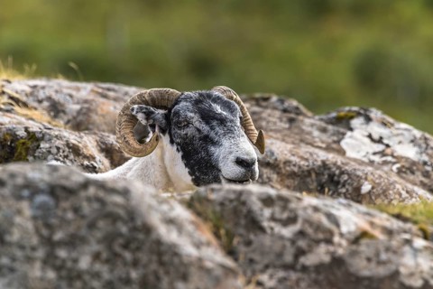 Domestic sheep