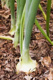 Onion plants