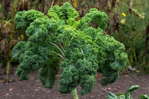High-grade green cabbage