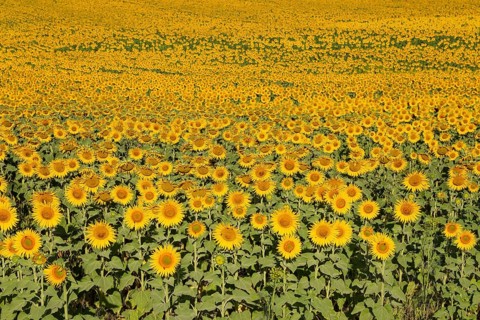 Sunflowers