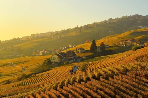 Vineyards in autumn with view of winemaking villages Epesses and Riex