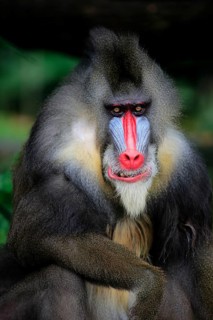 Mandrill