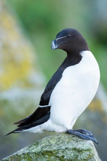 Razorbill