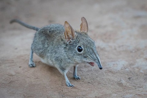 Eastern Rock Elephant Shrew