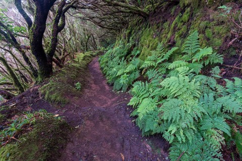 Trail through the laurel forest