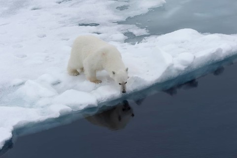 Polar bear