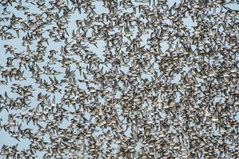 Fly up