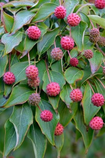 Cornus kuosa chinensis