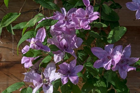 Pink blossoms of clematis