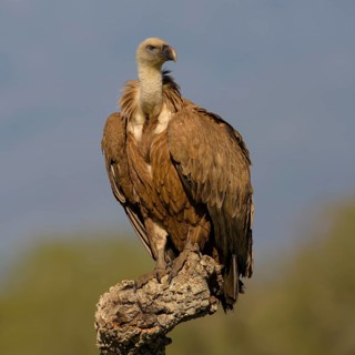 Griffon vulture