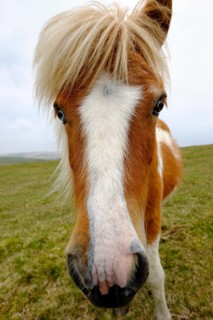 Dartmoor Pony