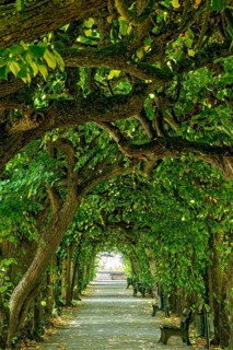 Lime tree arcade