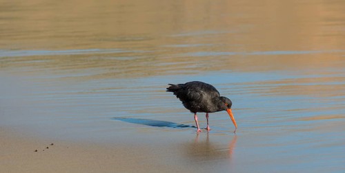 Variable oystercatcher