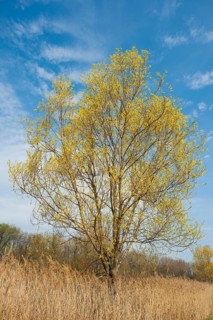Brittle willow