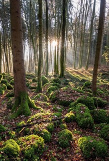 Druidenhain in Franconian Switzerland at sunrise