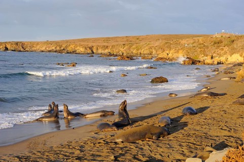 Northern Elephant Seals