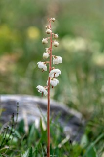 round-leaved wintergreen