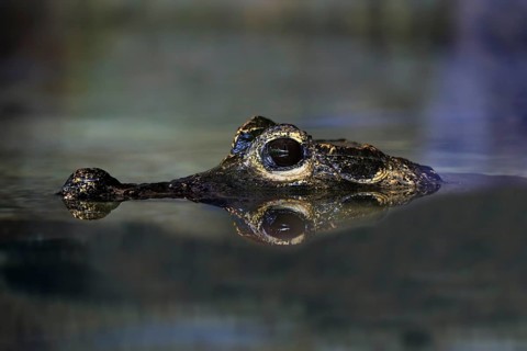 Dwarf crocodile