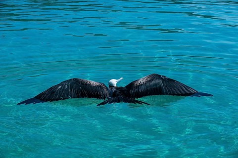 Magnificent frigatebird