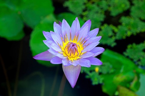 Blue lotus