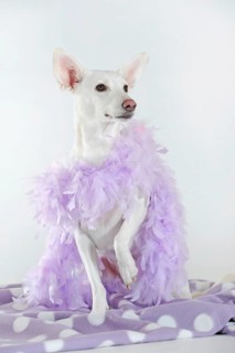 Mongrel with purple feather boa