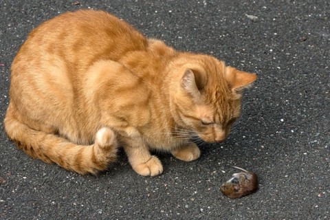 Domestic cat
